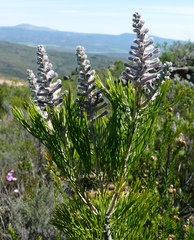 Paranomus bracteolaris