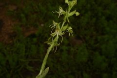 Habenaria filifera