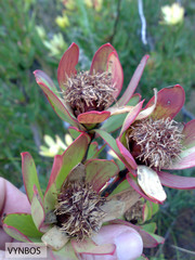 Leucadendron sessile
