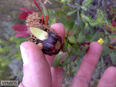 Leucadendron sessile