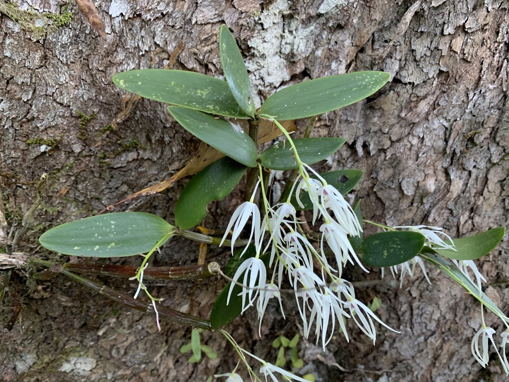 Ironbark feather orchid
