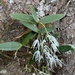 Dendrobium aemulum - Photo (c) alanwlfw, algunos derechos reservados (CC BY-NC)