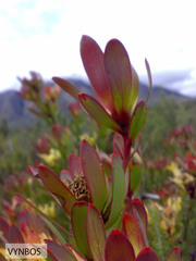 Leucadendron sessile