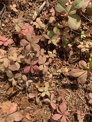 Lysimachia europaea