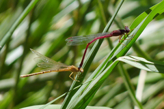 Oxyagrion rubidum