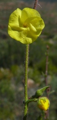 Hermannia rigida