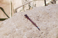 Oxyagrion rubidum