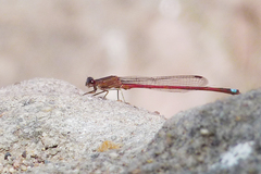 Oxyagrion rubidum