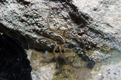 Diapontia