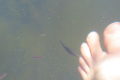 Poecilia latipinna
