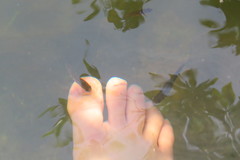Poecilia latipinna
