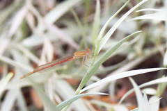 Oxyagrion rubidum