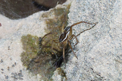 Diapontia