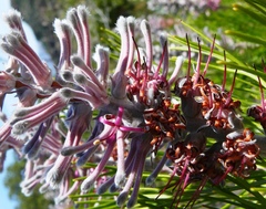 Paranomus bracteolaris