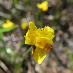 Xyris difformis