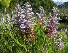 Paranomus bracteolaris