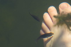 Poecilia latipinna