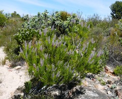 Paranomus bracteolaris