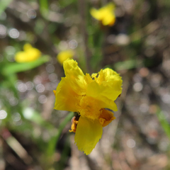 Xyris difformis