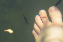 Poecilia latipinna
