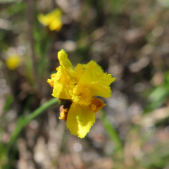 Xyris difformis
