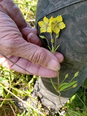 Lysimachia quadriflora
