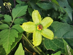 Gonolobus erianthus