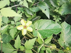 Gonolobus erianthus