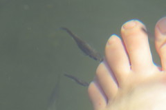 Poecilia latipinna