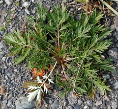 Potentilla bimundorum