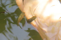 Poecilia latipinna