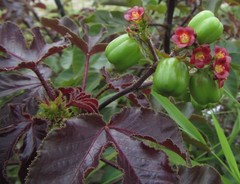 Jatropha gossypiifolia image