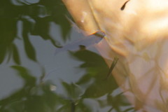 Poecilia latipinna
