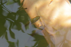 Poecilia latipinna