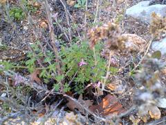 Fumaria muralis muralis