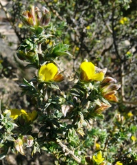 Aspalathus polycephala