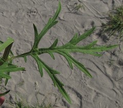 Parthenium hysterophorus image