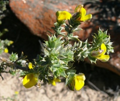 Aspalathus polycephala