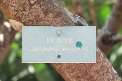 Jacquinia keyensis