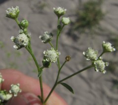 Parthenium hysterophorus image