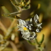 Senega philippiana - Photo (c) Guillermo Debandi, some rights reserved (CC BY), uploaded by Guillermo Debandi