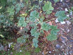 Malva parviflora parviflora