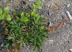 Potentilla bimundorum