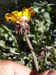 Arctotis breviscapa