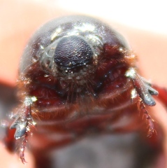 Temnorhynchus retusus