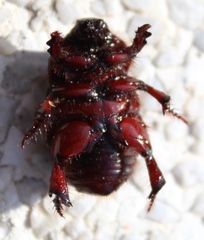 Temnorhynchus retusus