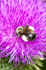 Melissodes desponsus