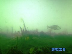 Acanthopagrus butcheri