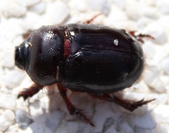 Temnorhynchus retusus