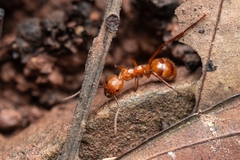 Dolichoderus abruptus